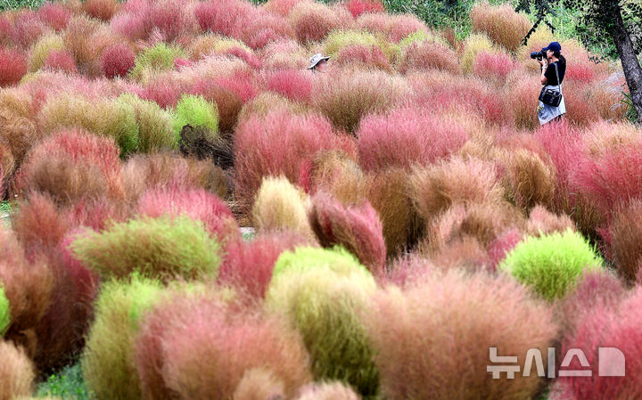 [대구=뉴시스] 이무열 기자 = 가을이 성큼 다가온 10일 대구 북구 금호강 하중도에 댑싸리가 붉게 물들어가고 있다. 2025.10.10. lmy@newsis.com