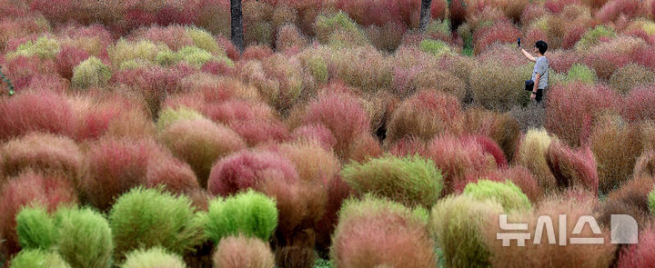 [대구=뉴시스] 이무열 기자 = 가을이 성큼 다가온 10일 대구 북구 금호강 하중도에 댑싸리가 붉게 물들어가고 있다. 2025.10.10. lmy@newsis.com
