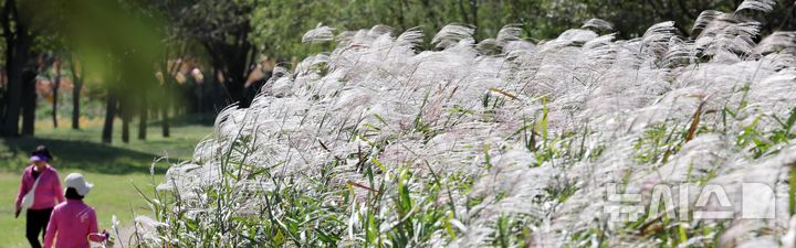  [부산=뉴시스] 하경민 기자 = 가을 날씨를 보인 10일 부산 북구 화명생태공원에서 시민들이 은빛 물결을 이룬 억새를 구경하고 있다. 2025.10.10. yulnetphoto@newsis.com