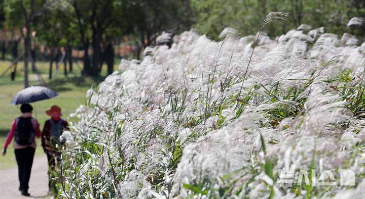  [부산=뉴시스] 하경민 기자 = 가을 날씨를 보인 10일 부산 북구 화명생태공원에서 시민들이 은빛 물결을 이룬 억새를 구경하고 있다. 2025.10.10. yulnetphoto@newsis.com