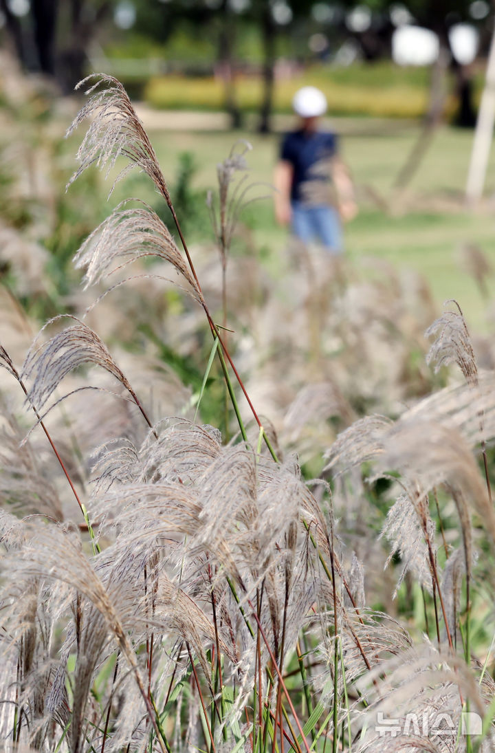  [부산=뉴시스] 하경민 기자 = 가을 날씨를 보인 10일 부산 북구 화명생태공원에서 시민들이 은빛 물결을 이룬 억새를 구경하고 있다. 2025.10.10. yulnetphoto@newsis.com