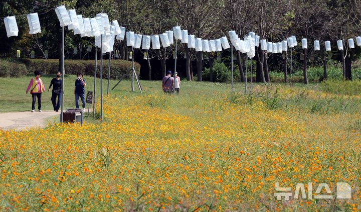  [부산=뉴시스] 하경민 기자 = 가을 날씨를 보인 10일 부산 북구 화명생태공원을 찾은 시민들이 황화코스모스 단지를 구경하며 나들이를 즐기고 있다. 2025.10.10. yulnetphoto@newsis.com