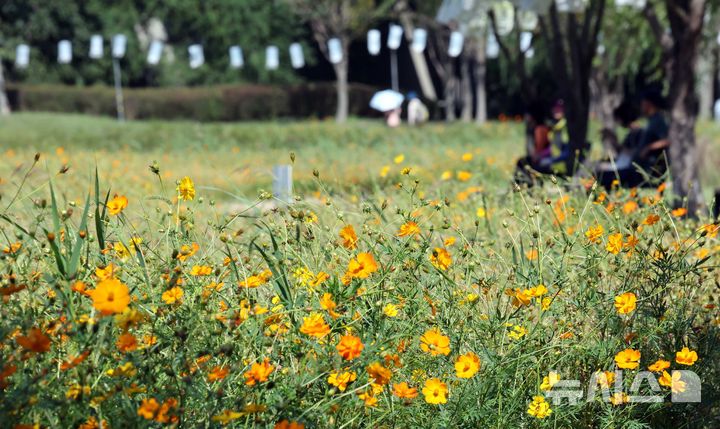  [부산=뉴시스] 하경민 기자 = 가을 날씨를 보인 10일 부산 북구 화명생태공원을 찾은 시민들이 황화코스모스 단지를 구경하며 나들이를 즐기고 있다. 2025.10.10. yulnetphoto@newsis.com