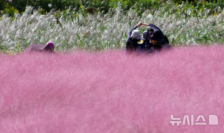  [부산=뉴시스] 하경민 기자 = 가을 날씨를 보인 10일 부산 강서구 대저생태공원을 찾은 시민들이 핑크뮬리 단지를 둘러보고 있다. 2025.10.10. yulnetphoto@newsis.com