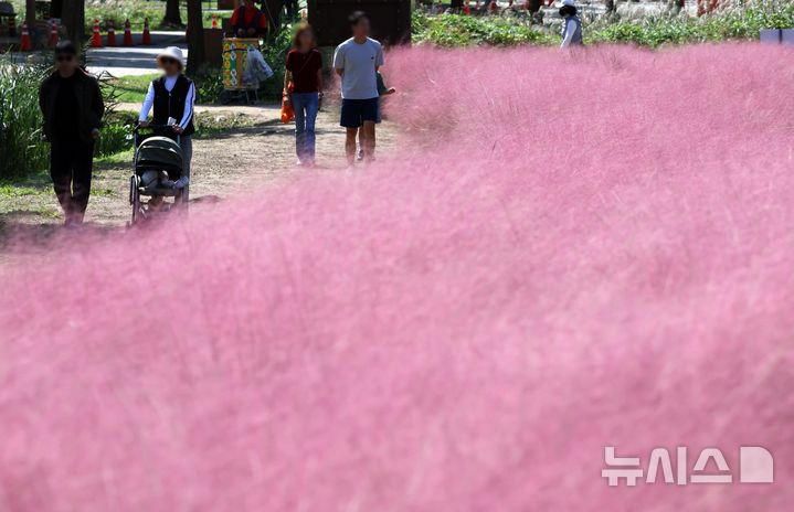  [부산=뉴시스] 하경민 기자 = 가을 날씨를 보인 10일 부산 강서구 대저생태공원을 찾은 시민들이 핑크뮬리 단지를 둘러보고 있다. 2025.10.10. yulnetphoto@newsis.com