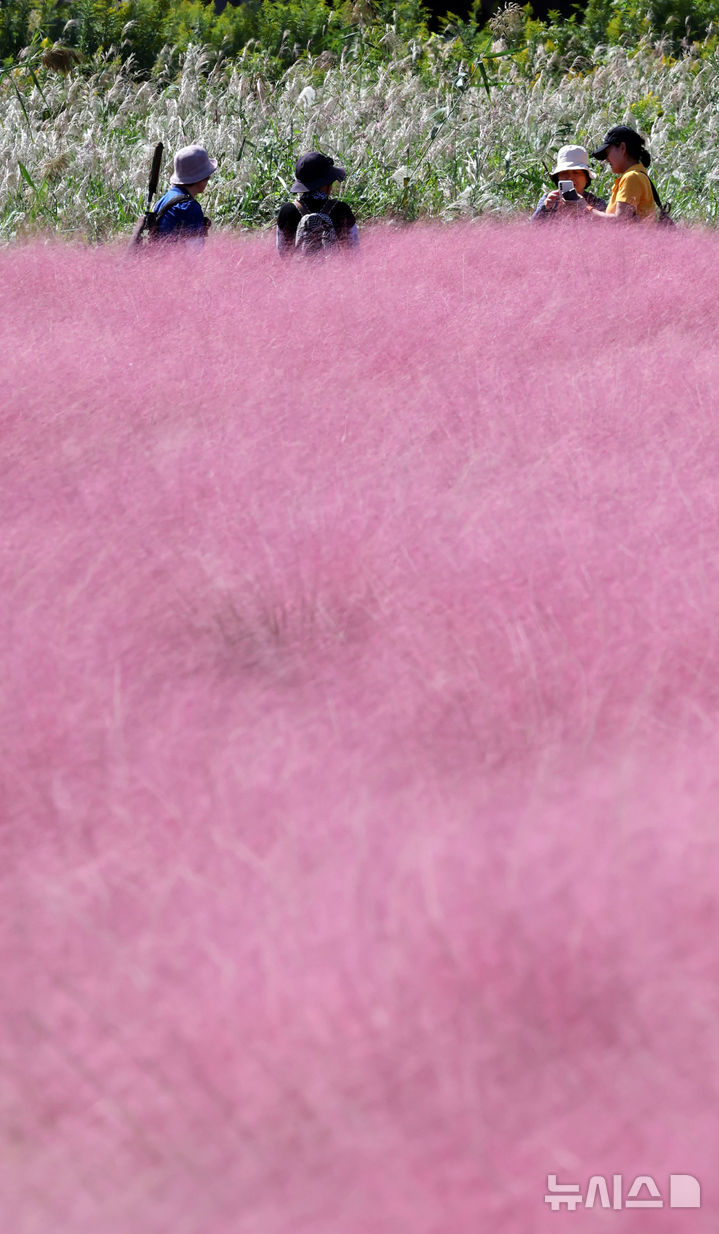  [부산=뉴시스] 하경민 기자 = 가을 날씨를 보인 10일 부산 강서구 대저생태공원을 찾은 시민들이 핑크뮬리 단지를 둘러보고 있다. 2025.10.10. yulnetphoto@newsis.com