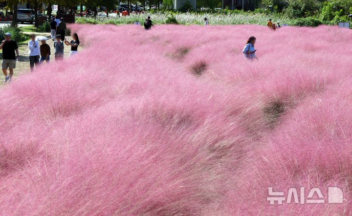  [부산=뉴시스] 하경민 기자 = 가을 날씨를 보인 10일 부산 강서구 대저생태공원을 찾은 시민들이 핑크뮬리 단지를 둘러보고 있다. 2025.10.10. yulnetphoto@newsis.com