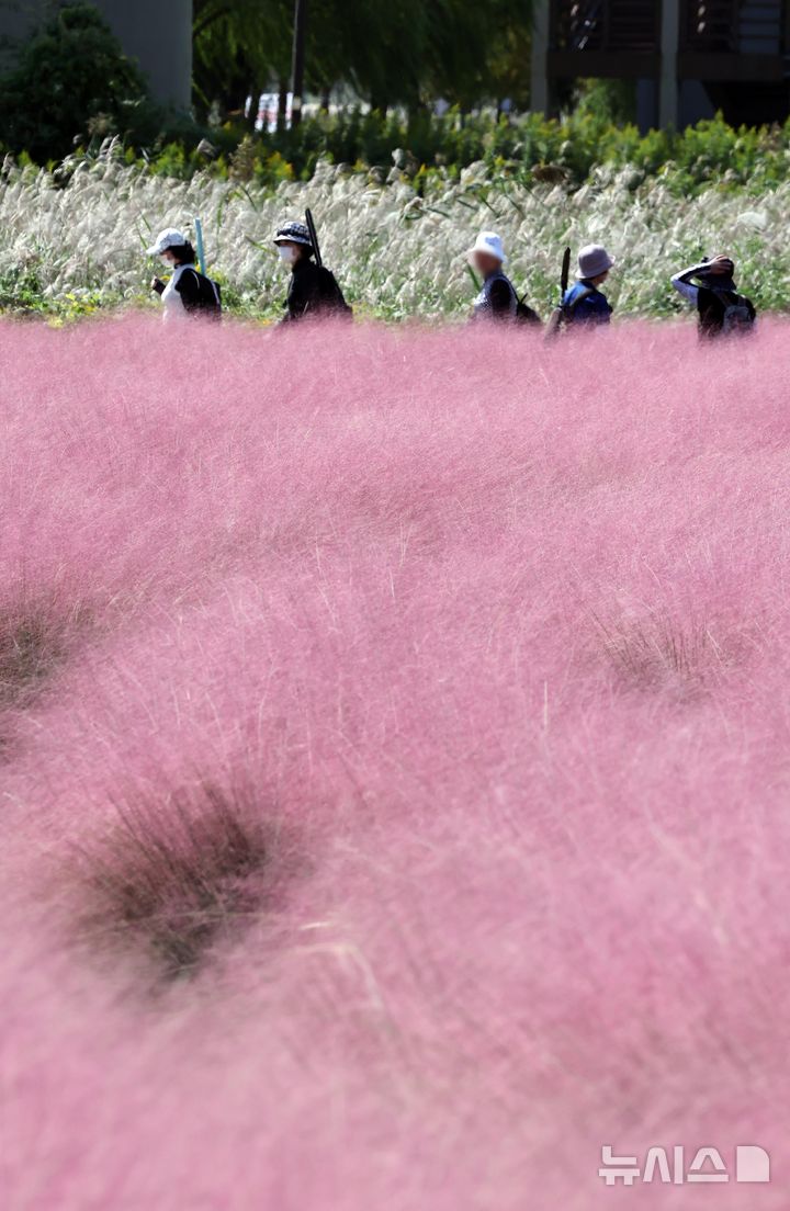  [부산=뉴시스] 하경민 기자 = 가을 날씨를 보인 10일 부산 강서구 대저생태공원을 찾은 시민들이 핑크뮬리 단지를 둘러보고 있다. 2025.10.10. yulnetphoto@newsis.com