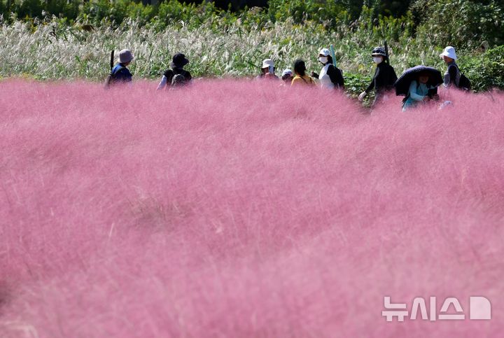  [부산=뉴시스] 하경민 기자 = 가을 날씨를 보인 10일 부산 강서구 대저생태공원을 찾은 시민들이 핑크뮬리 단지를 둘러보고 있다. 2025.10.10. yulnetphoto@newsis.com