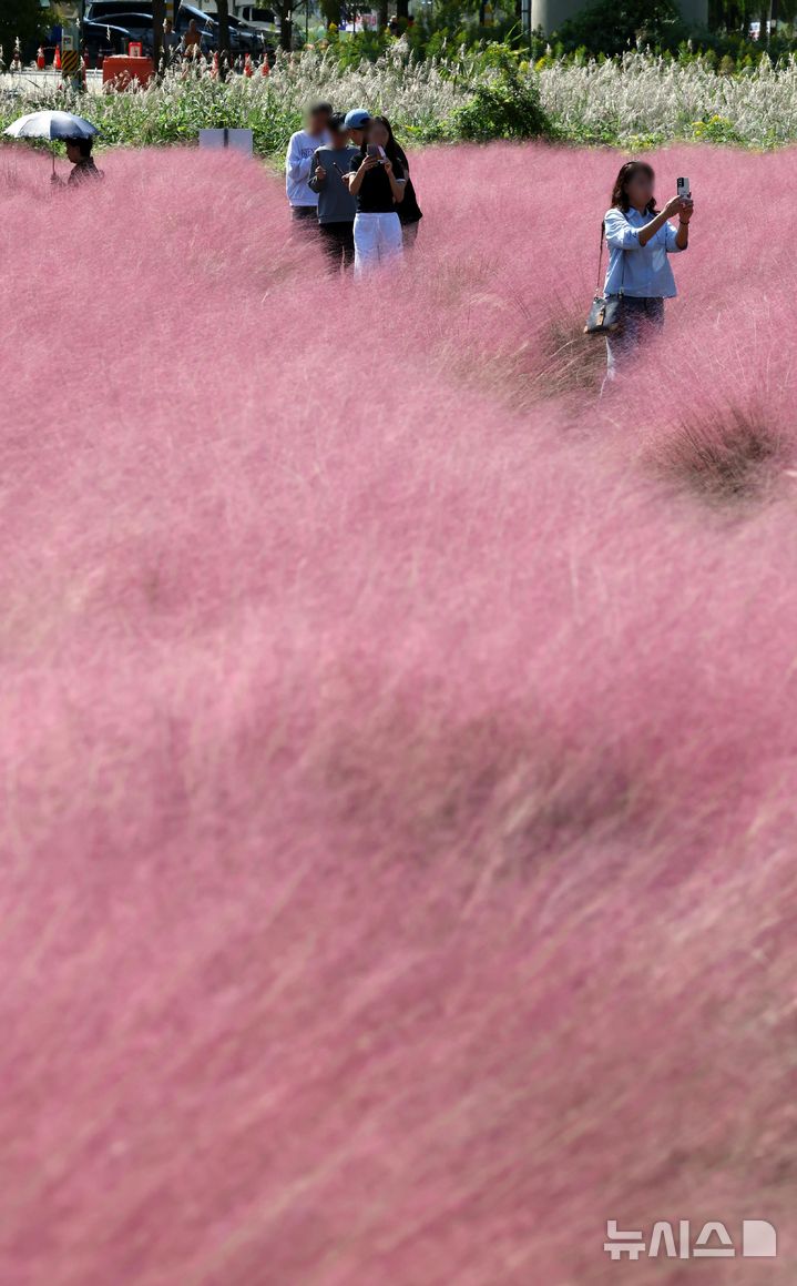  [부산=뉴시스] 하경민 기자 = 가을 날씨를 보인 10일 부산 강서구 대저생태공원을 찾은 시민들이 핑크뮬리 단지를 둘러보고 있다. 2025.10.10. yulnetphoto@newsis.com