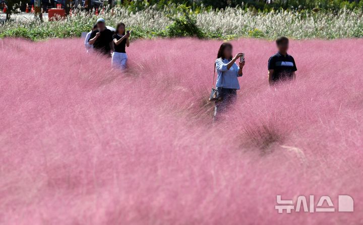  [부산=뉴시스] 하경민 기자 = 가을 날씨를 보인 10일 부산 강서구 대저생태공원을 찾은 시민들이 핑크뮬리 단지를 둘러보고 있다. 2025.10.10. yulnetphoto@newsis.com