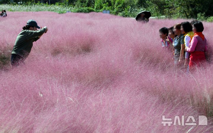  [부산=뉴시스] 하경민 기자 = 가을 날씨를 보인 10일 부산 강서구 대저생태공원을 찾은 시민들이 핑크뮬리 단지를 둘러보고 있다. 2025.10.10. yulnetphoto@newsis.com