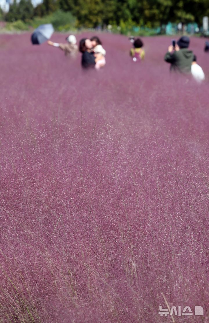  [부산=뉴시스] 하경민 기자 = 가을 날씨를 보인 10일 부산 강서구 대저생태공원을 찾은 시민들이 핑크뮬리 단지를 둘러보고 있다. 2025.10.10. yulnetphoto@newsis.com