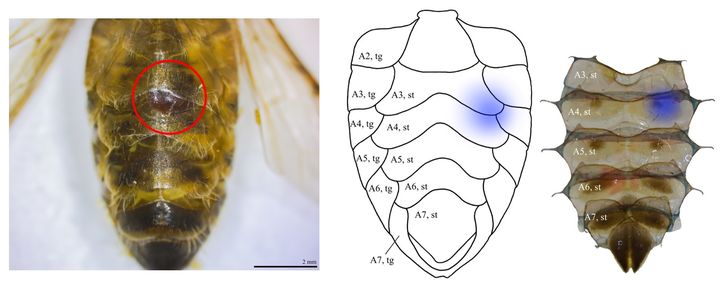 [세종=뉴시스] 농촌진흥청은 다가오는 겨울철 꿀벌 월동 피해를 최소화하기 위해 양봉농가에 빈틈없는 사양관리를 12일 당부했다. 사진은 꿀벌복부밀랍샘에서 확인된 꿀벌응애 개체. (사진=농진청 제공) 2025.10.11. photo@newsis.com *재판매 및 DB 금지