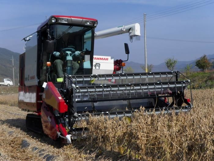 [세종=뉴시스] 농촌진흥청은 '안정적인 콩 수확을 위한 성숙기 판별법과 수확 시 유의 사항'을 12일 안내했다. (사진=농진청 제공) 2025.10.11. photo@newsis.com *재판매 및 DB 금지