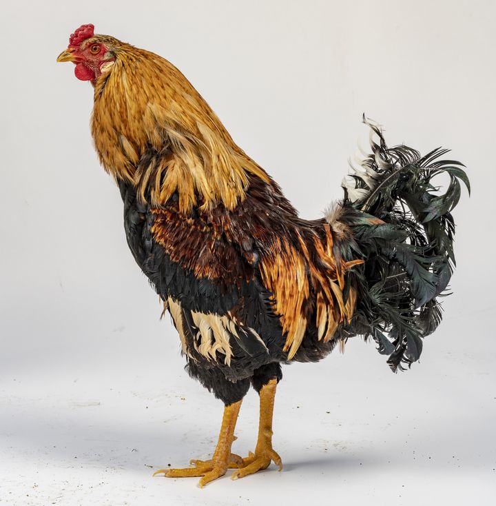 [세종=뉴시스] 농촌진흥청은 우리나라 토종닭 품종별로 정액 품질과 정자 운동성에서 뚜렷한 차이가 있음을 확인했다고 12일 밝혔다. 사진은 아라우카나. (사진=농진청 제공) 2025.10.11. photo@newsis.com *재판매 및 DB 금지