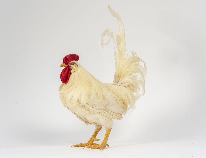 [세종=뉴시스] 농촌진흥청은 우리나라 토종닭 품종별로 정액 품질과 정자 운동성에서 뚜렷한 차이가 있음을 확인했다고 12일 밝혔다. 사진은 화이트레그혼. (사진=농진청 제공) 2025.10.11. photo@newsis.com *재판매 및 DB 금지