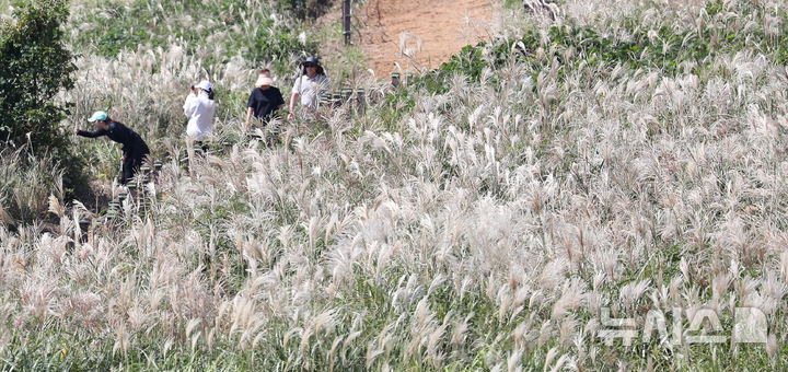 [제주=뉴시스] 우장호 기자 = 늦더위가 기승을 부리는 12일 오후 제주시 애월읍 봉성리 새별오름을 찾은 관광객들이 억새길을 걷고 있다. 기상청에 따르면 이날 서귀포시를 비롯해 제주 주요 지점 낮 기온은 28도에서 29도 사이로 한낮엔 제법 더운 날씨를 보였다. 2025.10.12. woo1223@newsis.com