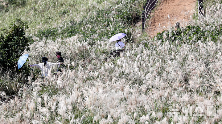 [제주=뉴시스] 우장호 기자 = 늦더위가 기승을 부리는 12일 오후 제주시 애월읍 봉성리 새별오름을 찾은 관광객들이 억새길을 걷고 있다. 기상청에 따르면 이날 서귀포시를 비롯해 제주 주요 지점 낮 기온은 28도에서 29도 사이로 한낮엔 제법 더운 날씨를 보였다. 2025.10.12. woo1223@newsis.com