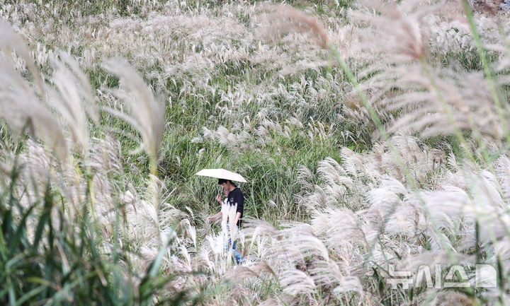 [제주=뉴시스] 우장호 기자 = 늦더위가 기승을 부리는 12일 오후 제주시 애월읍 봉성리 새별오름을 찾은 관광객들이 억새길을 걷고 있다. 기상청에 따르면 이날 서귀포시를 비롯해 제주 주요 지점 낮 기온은 28도에서 29도 사이로 한낮엔 제법 더운 날씨를 보였다. 2025.10.12. woo1223@newsis.com