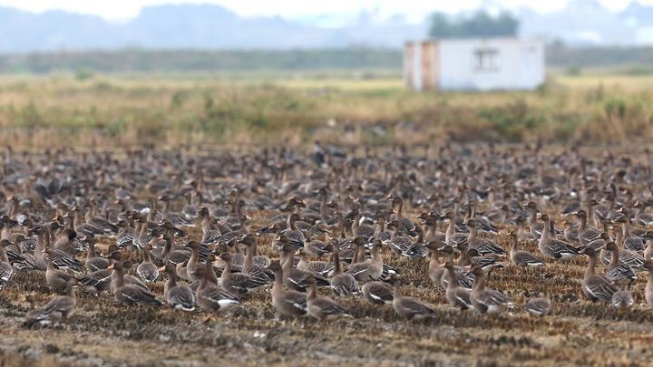 [서산=뉴시스] 지난 달 말부터 도래를 시작한 겨울 철새들이 12일 천수만의 한 논에서 집단으로 먹이 활동을 하고 있다. (사진=서산시 제공) 2025.10.13. photo@newsis.com *재판매 및 DB 금지