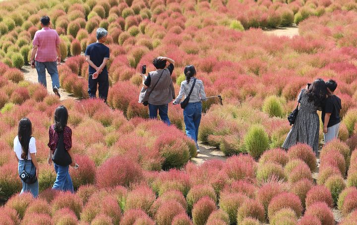 [인제=뉴시스] 13일 인제군문화재단은 지난 10월 3일부터 9일까지 연휴 기간 약 18만 명이 축제장을 찾았으며, 개막 이후 누적 방문객은 22만 6천명을 넘어섰다고 밝혔다. 인제군 제공. *재판매 및 DB 금지