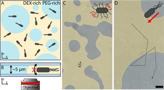 [울산=뉴시스] 구미현 기자 = 실험 모델과 운동성 유무에 따른 세균(박테리아) 분배 모식도 (사진=UNIST 제공) 2025.10.13. photo@newsis.com *재판매 및 DB 금지