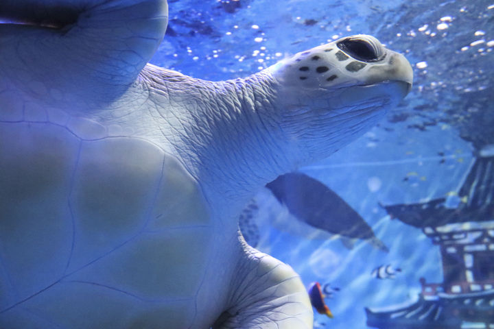 [뉴시스] 최신 멸종위기종 '적색 목록(Red List)'에서 푸른바다거북이 기존 '위기(Endangered)' 등급에서 '우려 적음(Least Concern)' 단계로 40년 만에 하향 조정됐다. 사진은 푸른바다거북의 모습. 2025.10.13. *재판매 및 DB금지 *재판매 및 DB 금지