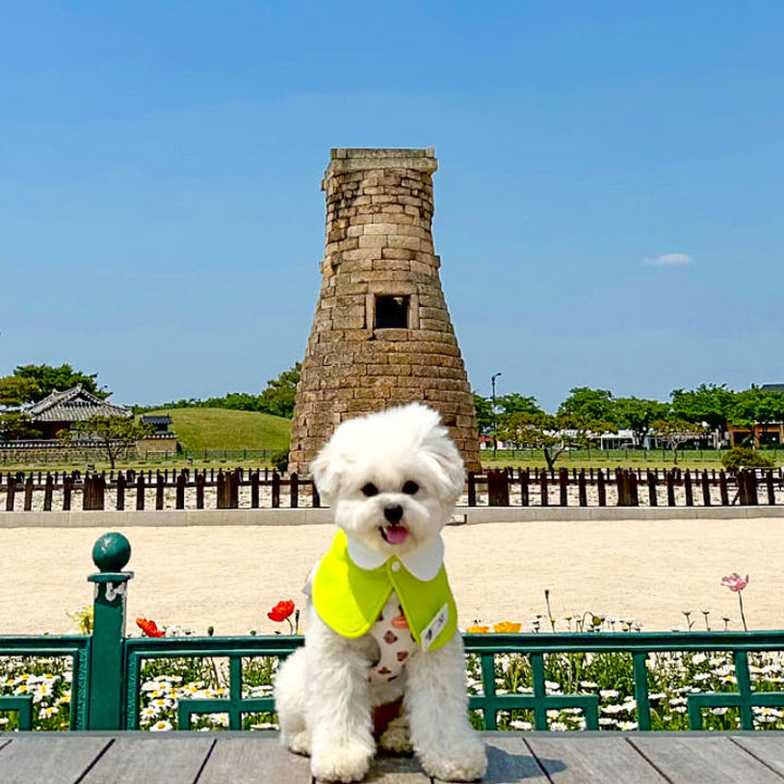 펫츠고트래블의 '댕댕이랑 호캉스 in 경주' *재판매 및 DB 금지