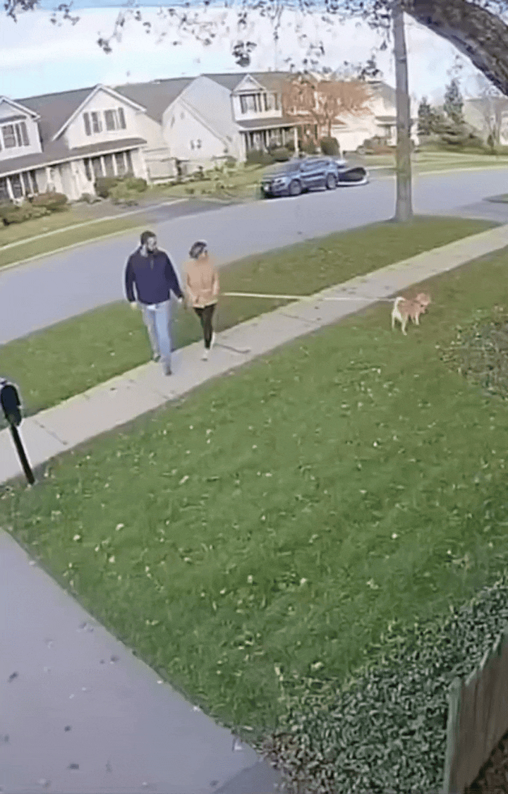 [뉴시스] 미국에서 한 커플이 산책하던 중 쓰러지는 나무를 가까스로 피하고 있다. (사진=엑스) 2025.10.11 *재판매 및 DB 금지