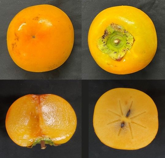 [세종=뉴시스] 농촌진흥청이 새로 개발한 단감 품종 '킹스몬'을 처음으로 공개한다. 기존 외국 품종을 대체하기 위해 자체 개발한 국산 단감이다. (사진 = 농진청 제공) 2025.10.13. *재판매 및 DB 금지