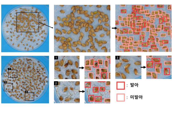 [세종=뉴시스] 농촌진흥청은 13일 수발아 저항성을 높이는 새로운 유전자 위치 정보를 활용해 선발 표지를 개발하고, AI를 활용해 수발아율을 자동 측정하는 딥러닝 모델을 구축했다고 밝혔다. (자료 = 농진청 제공) 2025.10.13.  *재판매 및 DB 금지