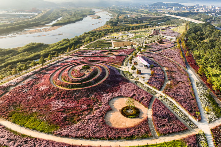 [합천=뉴시스] 합천군 핑크뮬리 (사진=합천군 제공) 2025. 10. 13. photo@newsis.com *재판매 및 DB 금지