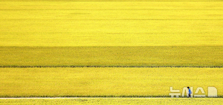 [대구=뉴시스] 이무열 기자 = 13일 대구 북구 학정동 한 들녘에 수확을 앞둔 벼가 황금빛으로 물들어 있다. 2025.10.13. lmy@newsis.com