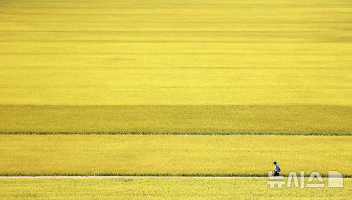 [대구=뉴시스] 이무열 기자 = 13일 대구 북구 학정동 한 들녘에 수확을 앞둔 벼가 황금빛으로 물들어 있다. 2025.10.13. lmy@newsis.com