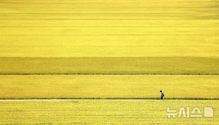 [대구=뉴시스] 이무열 기자 = 13일 대구 북구 학정동 한 들녘에 수확을 앞둔 벼가 황금빛으로 물들어 있다. 2025.10.13. lmy@newsis.com