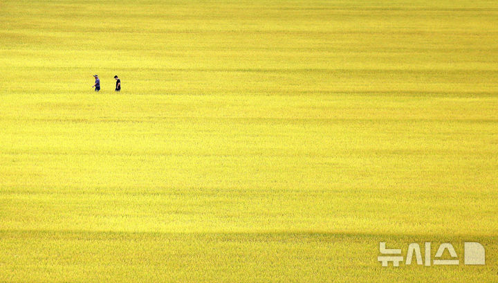 [대구=뉴시스] 이무열 기자 = 13일 대구 북구 학정동 한 들녘에 수확을 앞둔 벼가 황금빛으로 물들어 있다. 2025.10.13. lmy@newsis.com