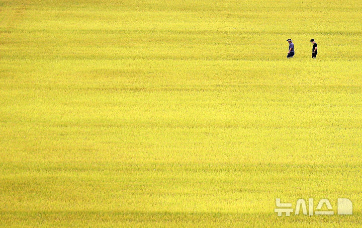 [대구=뉴시스] 이무열 기자 = 13일 대구 북구 학정동 한 들녘에 수확을 앞둔 벼가 황금빛으로 물들어 있다. 2025.10.13. lmy@newsis.com