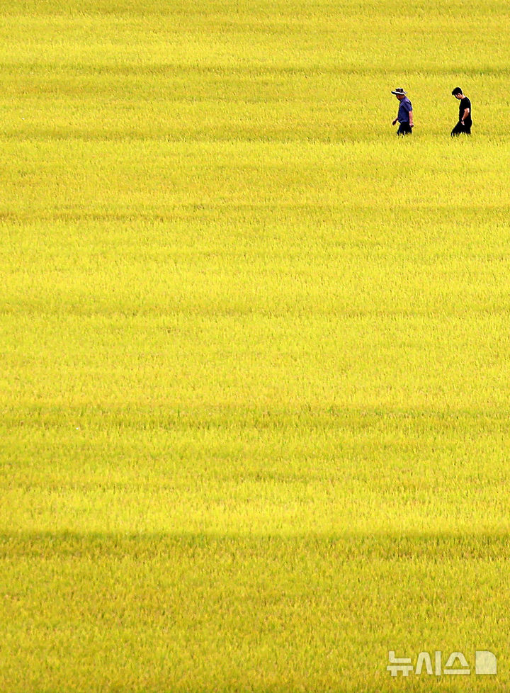 [대구=뉴시스] 이무열 기자 = 13일 대구 북구 학정동 한 들녘에 수확을 앞둔 벼가 황금빛으로 물들어 있다. 2025.10.13. lmy@newsis.com