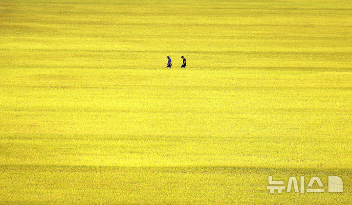 [대구=뉴시스] 이무열 기자 = 13일 대구 북구 학정동 한 들녘에 수확을 앞둔 벼가 황금빛으로 물들어 있다. 2025.10.13. lmy@newsis.com