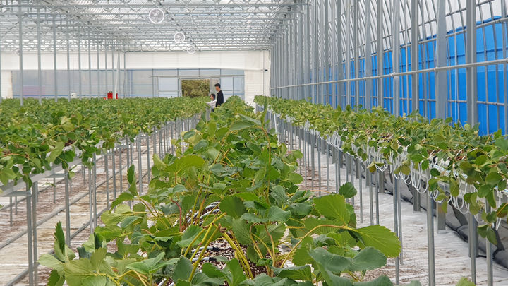 [곡성=뉴시스] 곡성 청년 농업인 임대형 스마트팜 딸기 정식. (사진=곡성군 제공) 2025.10.13. photo@newsis.com *재판매 및 DB 금지