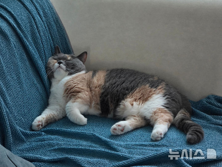 반려묘 부문 우수상 ‘잠이 보약이다’(황선경 작)