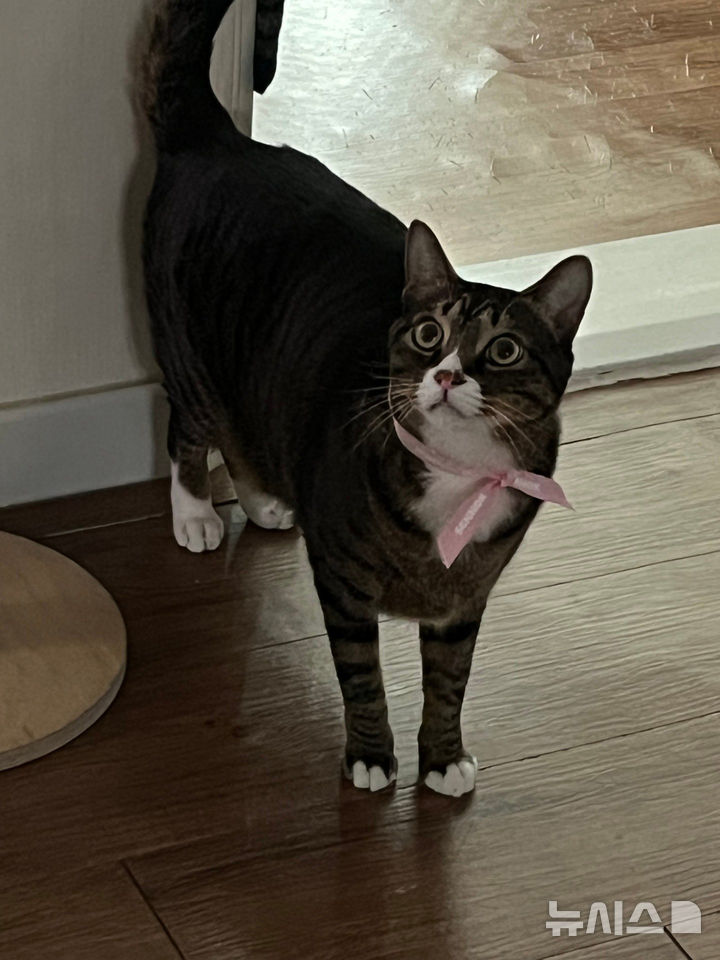 반려묘 부문 ‘냥투어디스’(김소현 작)