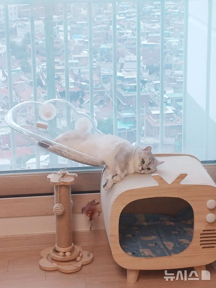 반려묘 부문 우수상 ‘올 무더위에 녹아 내린다’(황성미 작)