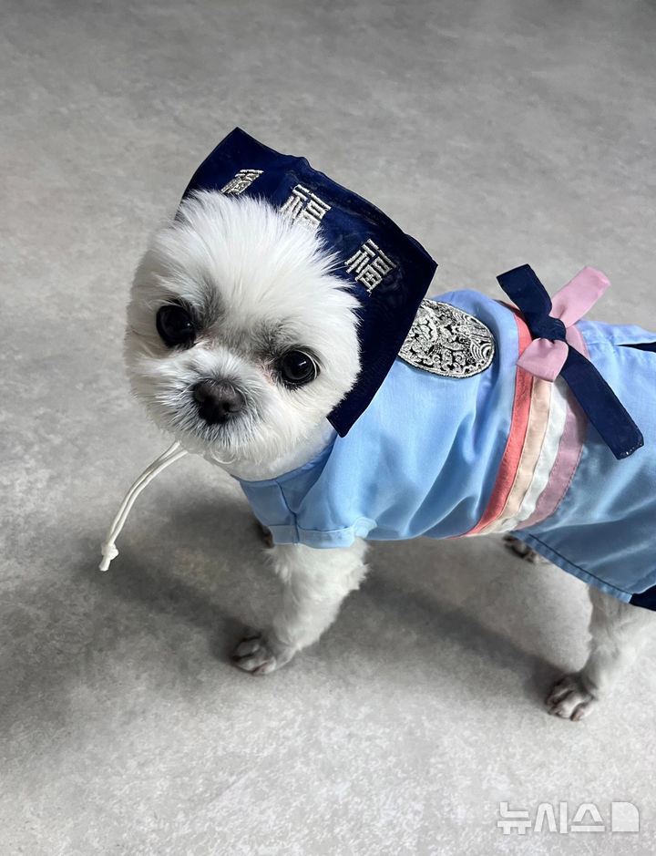 반려견 부문 우수상 ‘간식 받으러 새배하러 가는 콩이’(최수진 작)