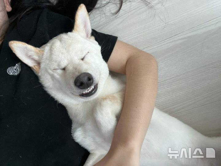 반려견 부문 우수상 ‘시바 자니까 건들지마’(전호성 작)