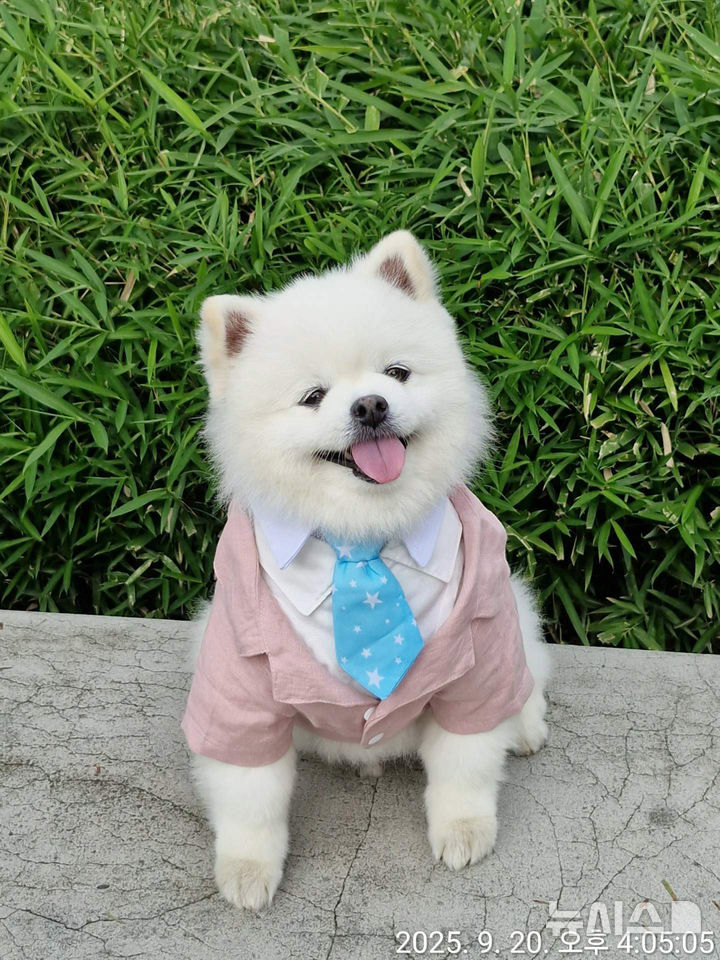 반려견 부문 우수상 ‘펫셔니스타, 오늘도 출근합니다’(박선아 작)