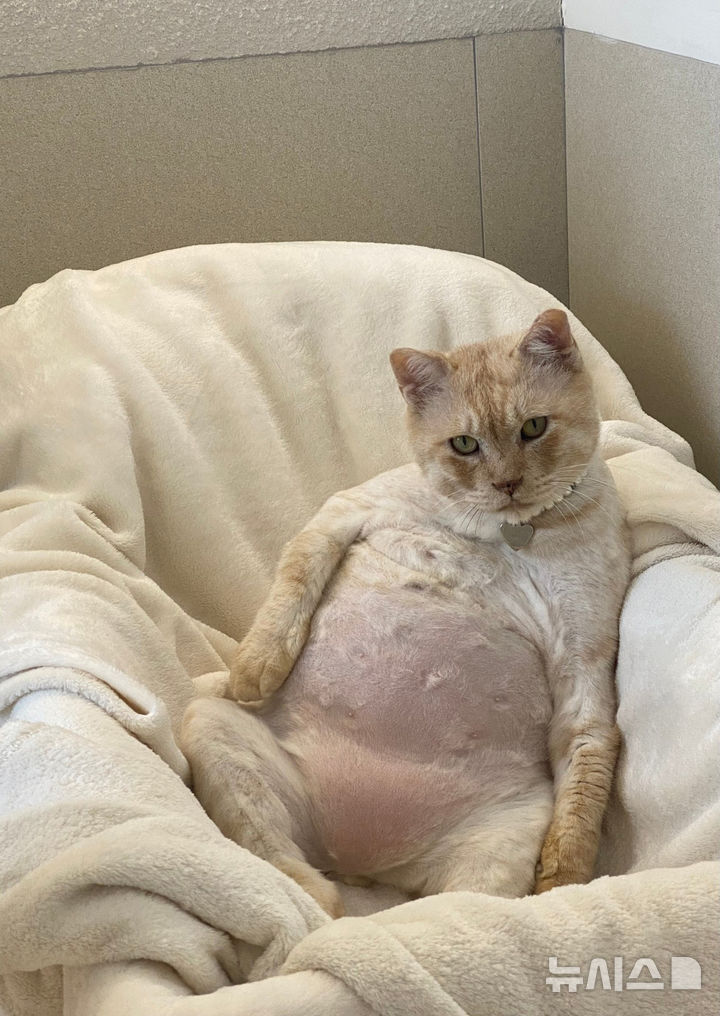 반려묘 부문 우수상 ‘크림색 호랑이’(이미애 작)