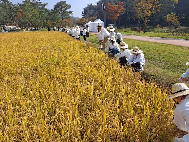 [서울=뉴시스] 세종대왕릉 위토답 추수 체험 (사진=국가유산청 제공) 2025.10.14. photo@newsis.com *재판매 및 DB 금지