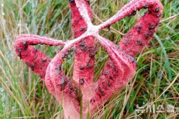 [뉴시스] 영국 다트무어에서 발견된 외계인 형체의 희귀 곰팡이, 바다말미잘버섯 (사진=더선) 2025.10.11. 